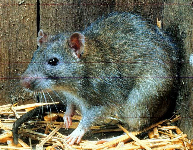 Rattus norvegicus (Norway rat)